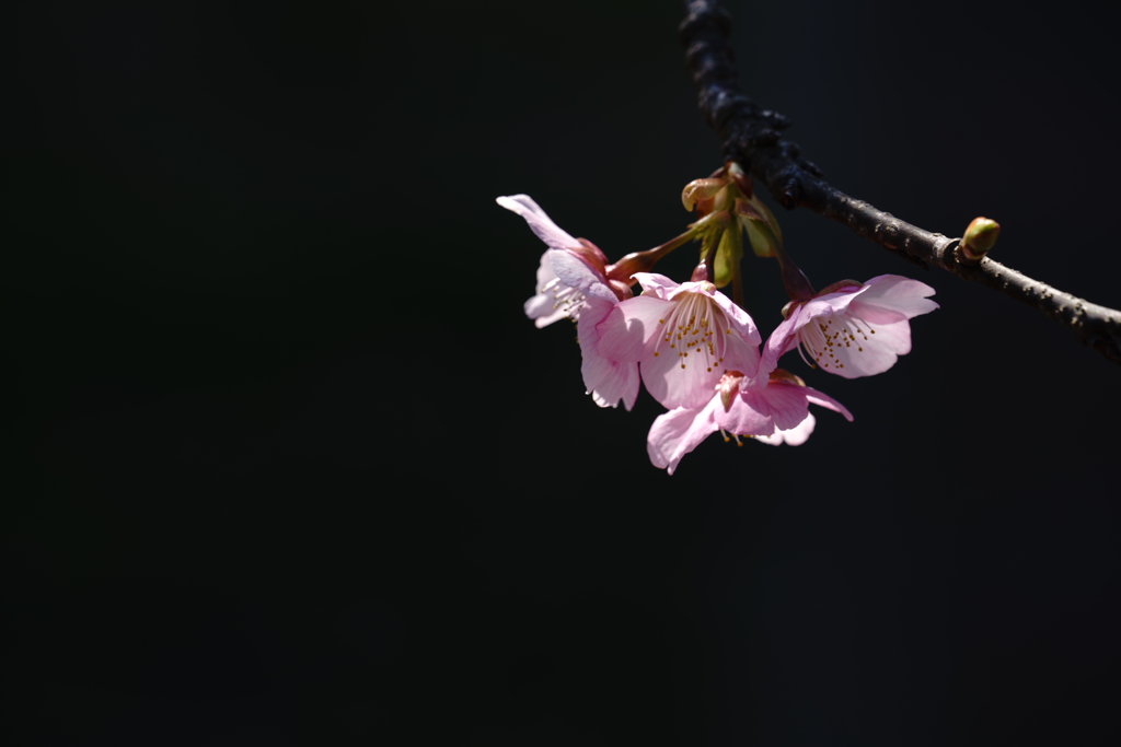 桜一枝