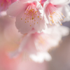 寒桜