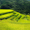 初秋の棚田