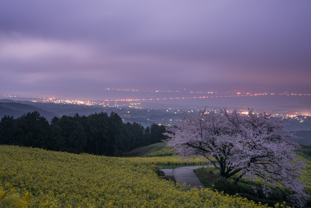 夜明け前の高原