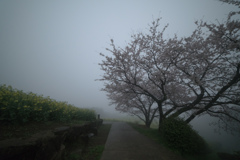 春の夜霧