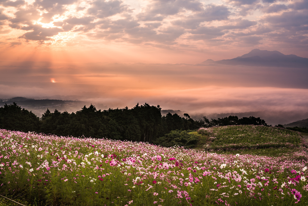 白木峰高原の夜明け