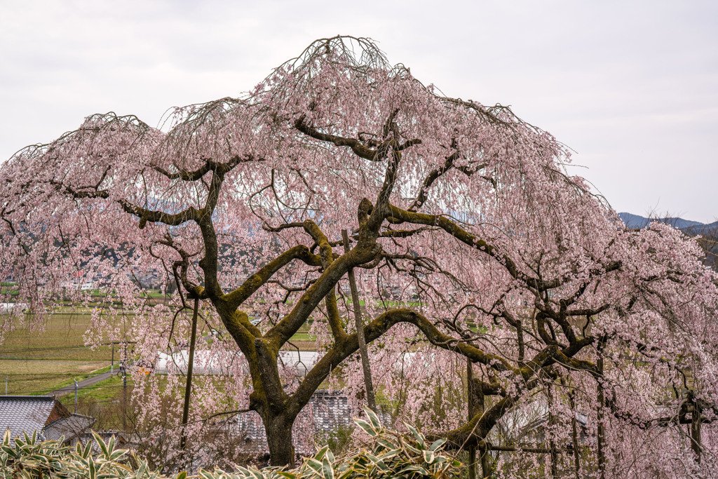 しだれ桜の巨木