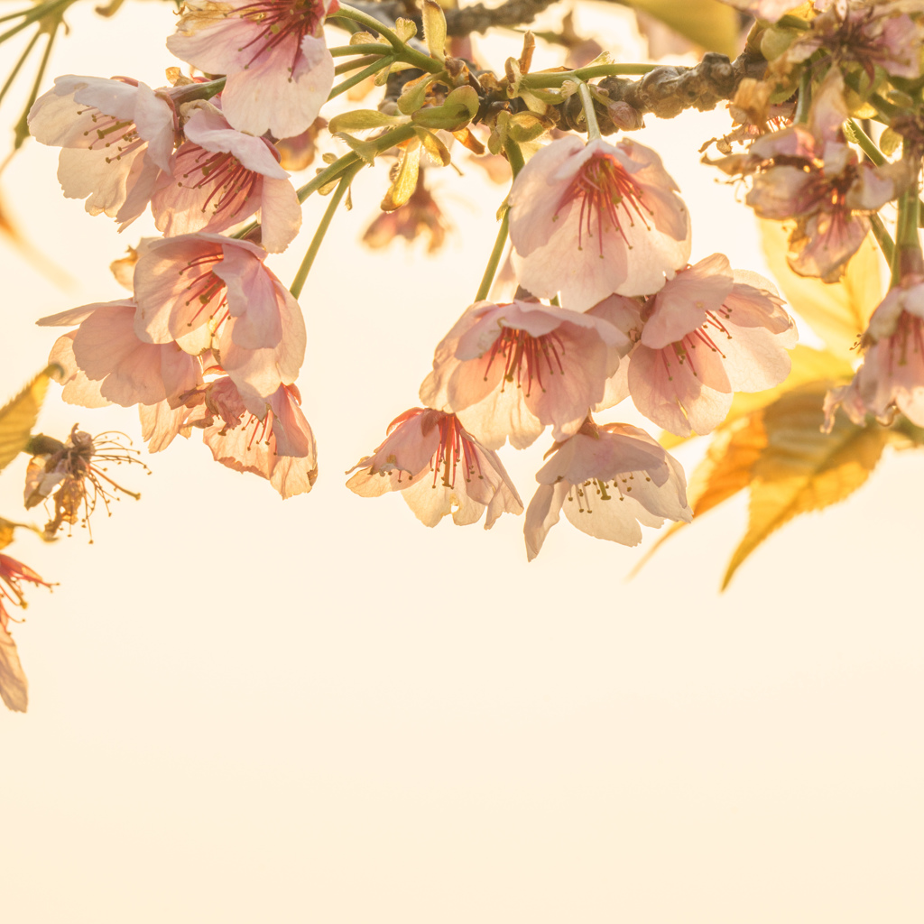 夕刻の河津桜