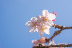 寒桜と晴れ空