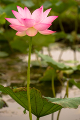 蓮沼
