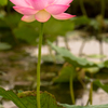 蓮沼