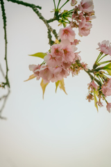 河津桜