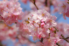 満開の河津桜