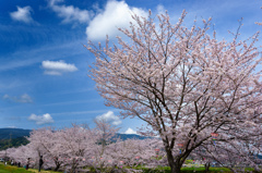青空と桜並木