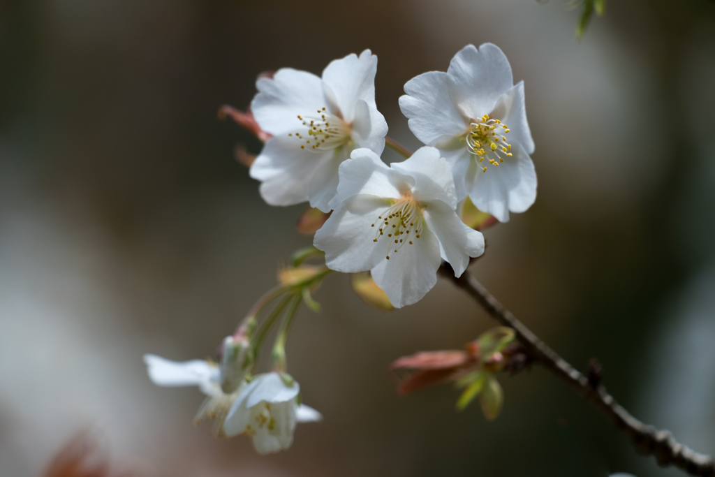 木陰の桜