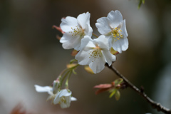 木陰の桜