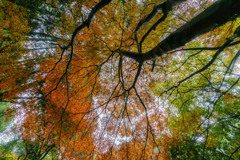 紅葉の森