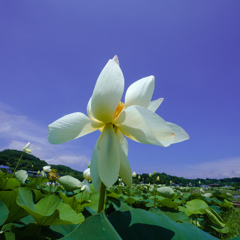 晴れやかな初夏の蓮