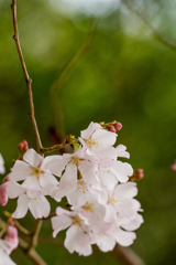 木陰に咲く桜