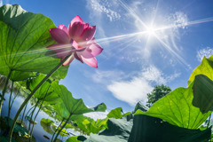 蓮沼の夏