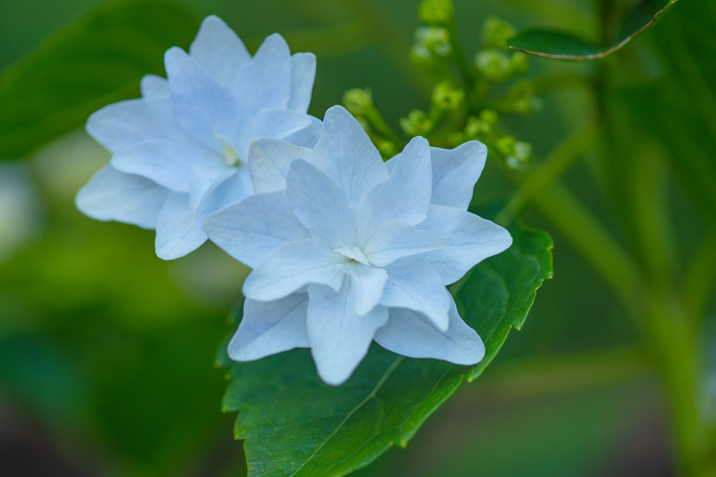 涼し気な日陰の紫陽花