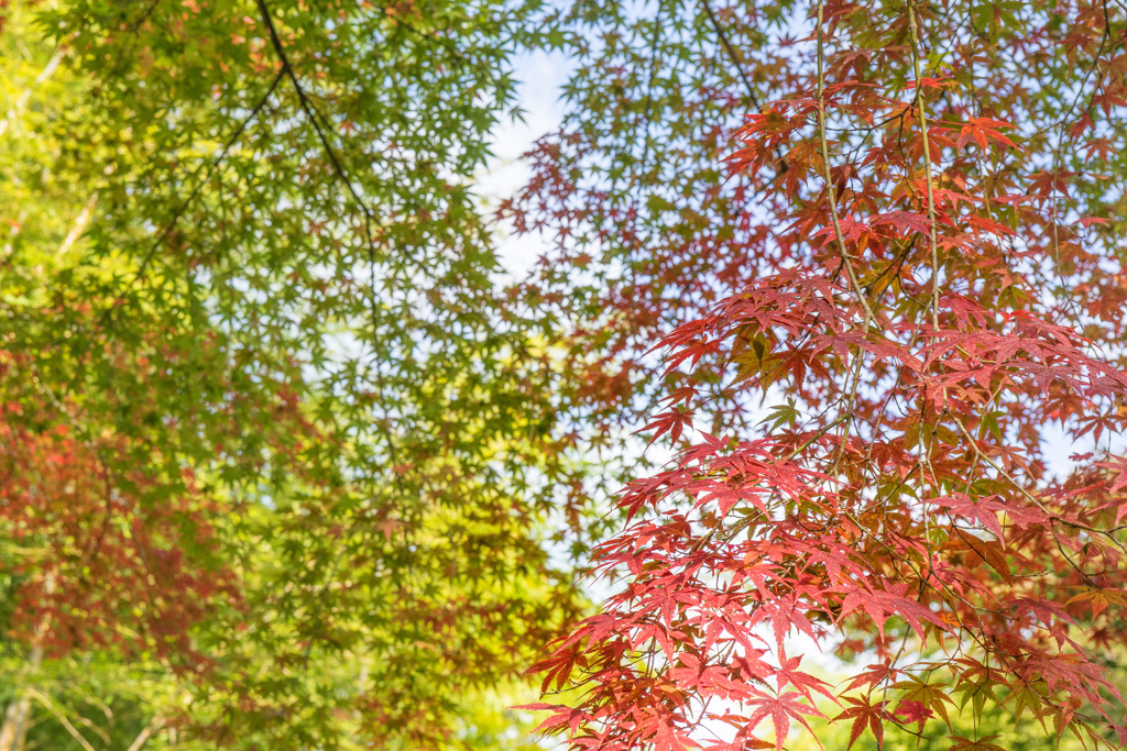 枝垂れ紅葉