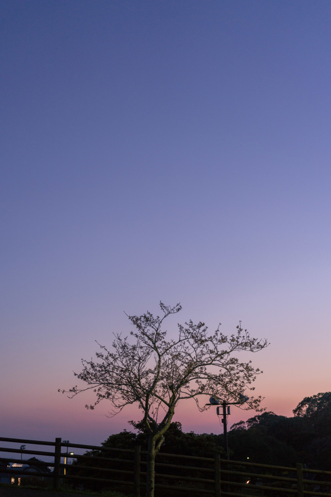 山道脇の桜