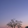 山道脇の桜