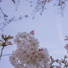 やっと咲いたヽ(^o^)丿