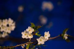 公園の桜