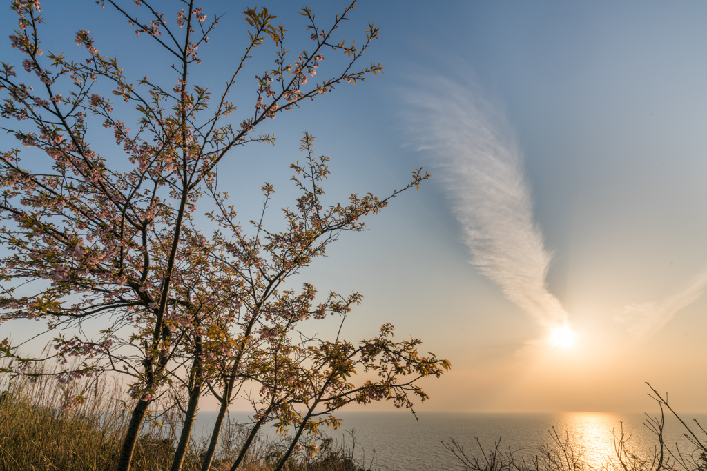 丘の桜と海に沈む陽