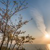 丘の桜と海に沈む陽