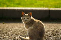 見返り猫