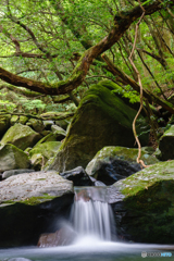 静かな森の清流