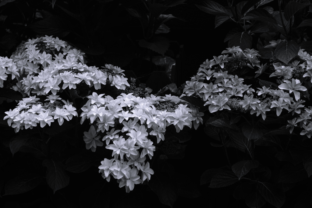 日陰の紫陽花