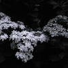 日陰の紫陽花