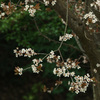 木陰に咲くヤマザクラ