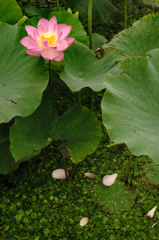 咲く花散る花