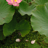 咲く花散る花
