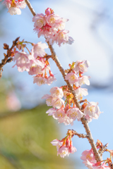 春爛漫（本当は１月）