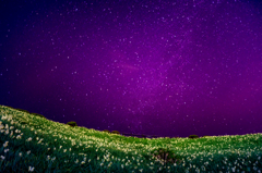 水仙の咲く丘の夜