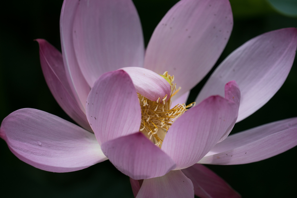 開花