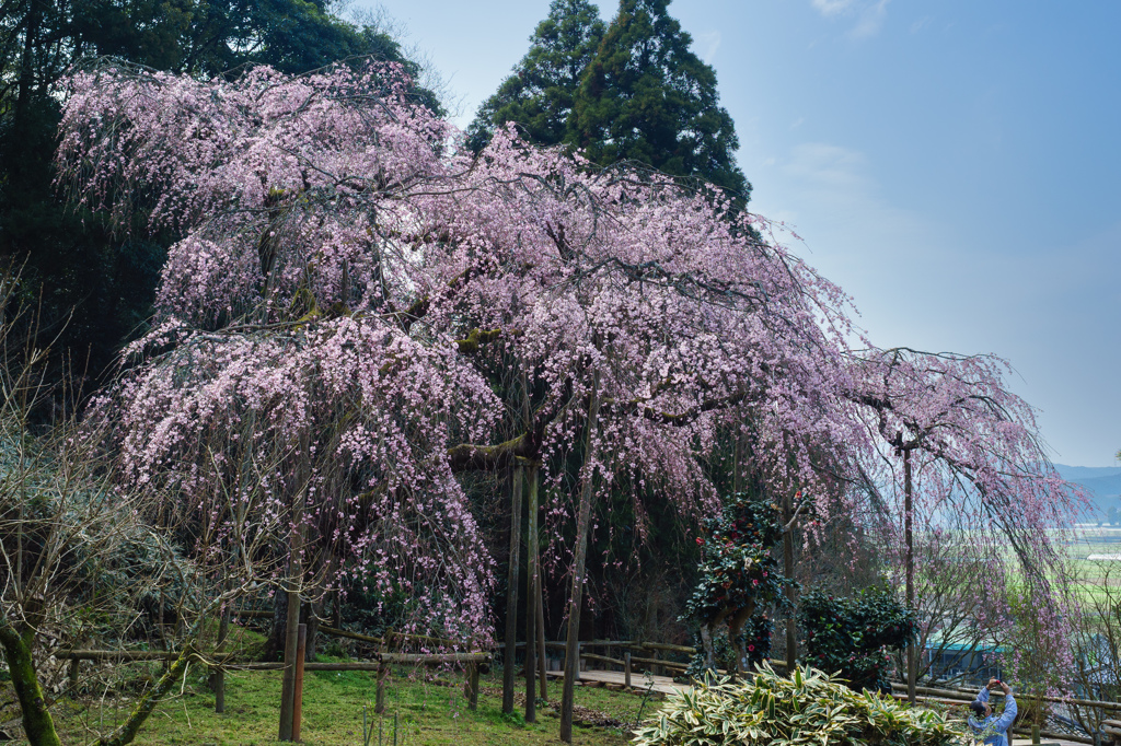 田ノ頭郷のしだれ桜