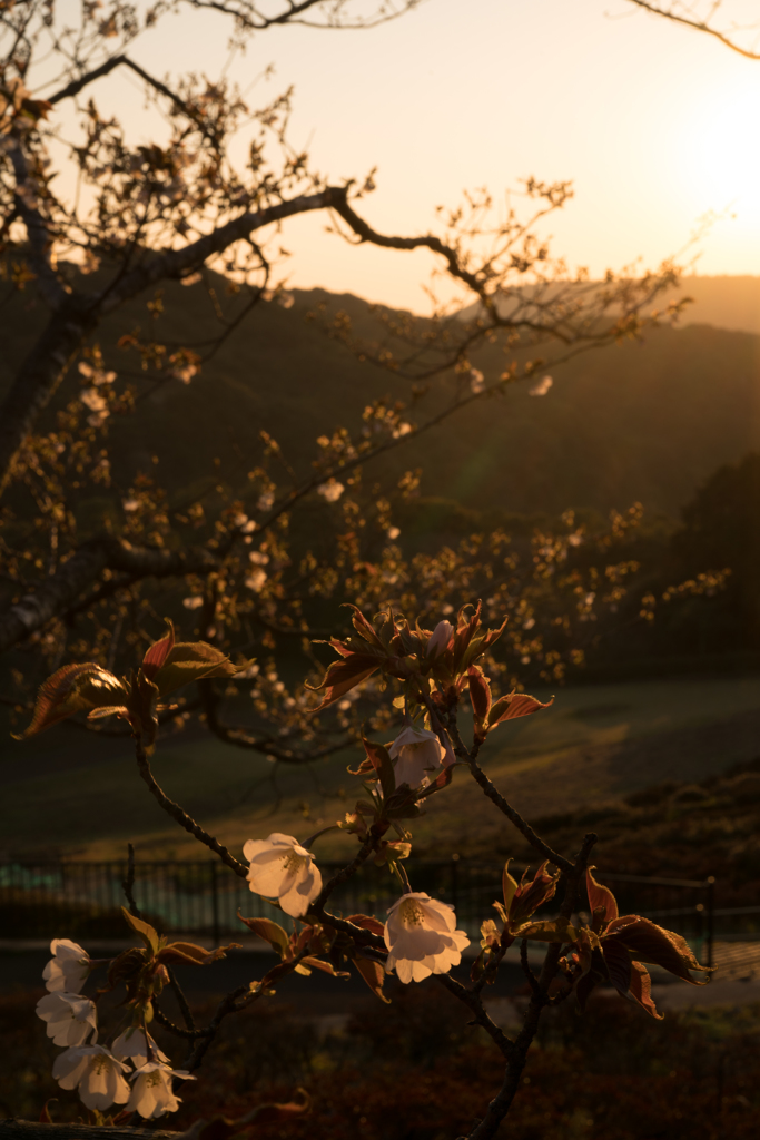 夕日を浴びる山桜