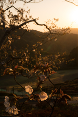 夕日を浴びる山桜