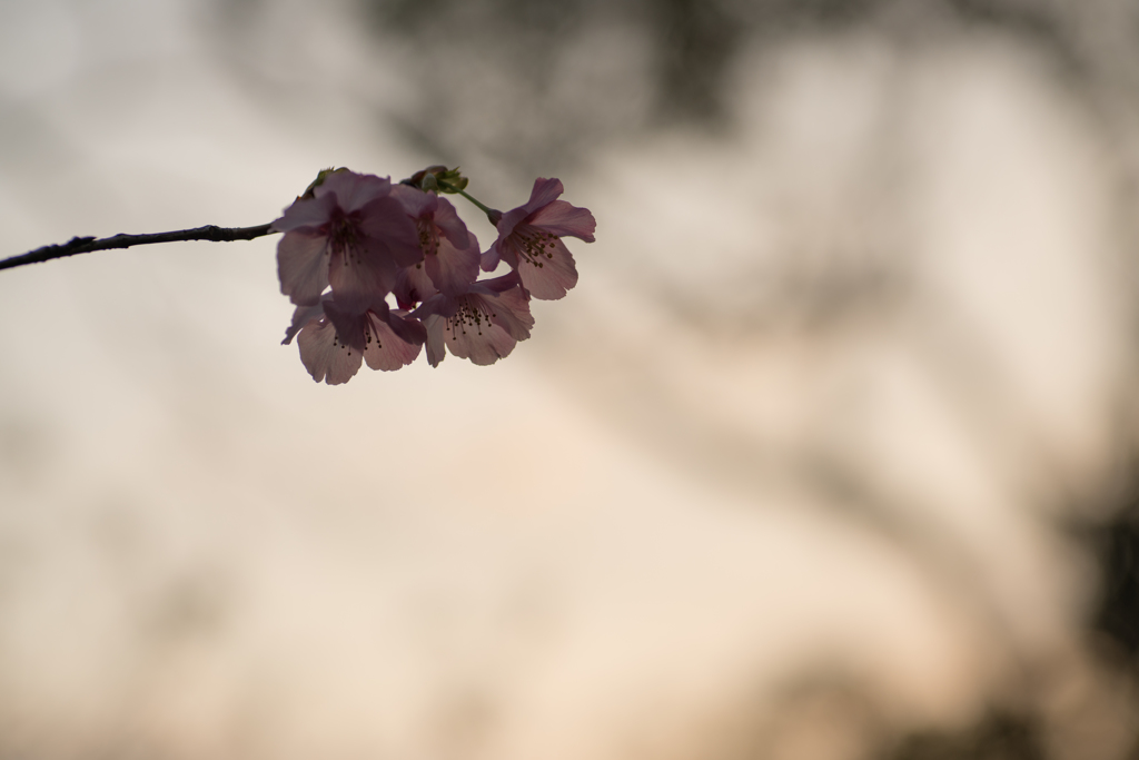 陽光桜