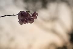 陽光桜