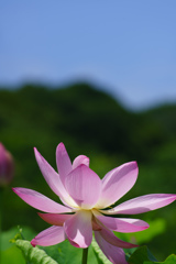 山近いハス園にて