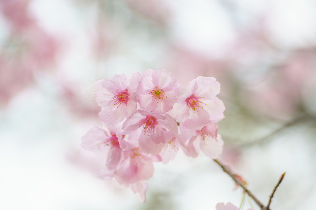 透ける花びら