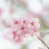 透ける花びら