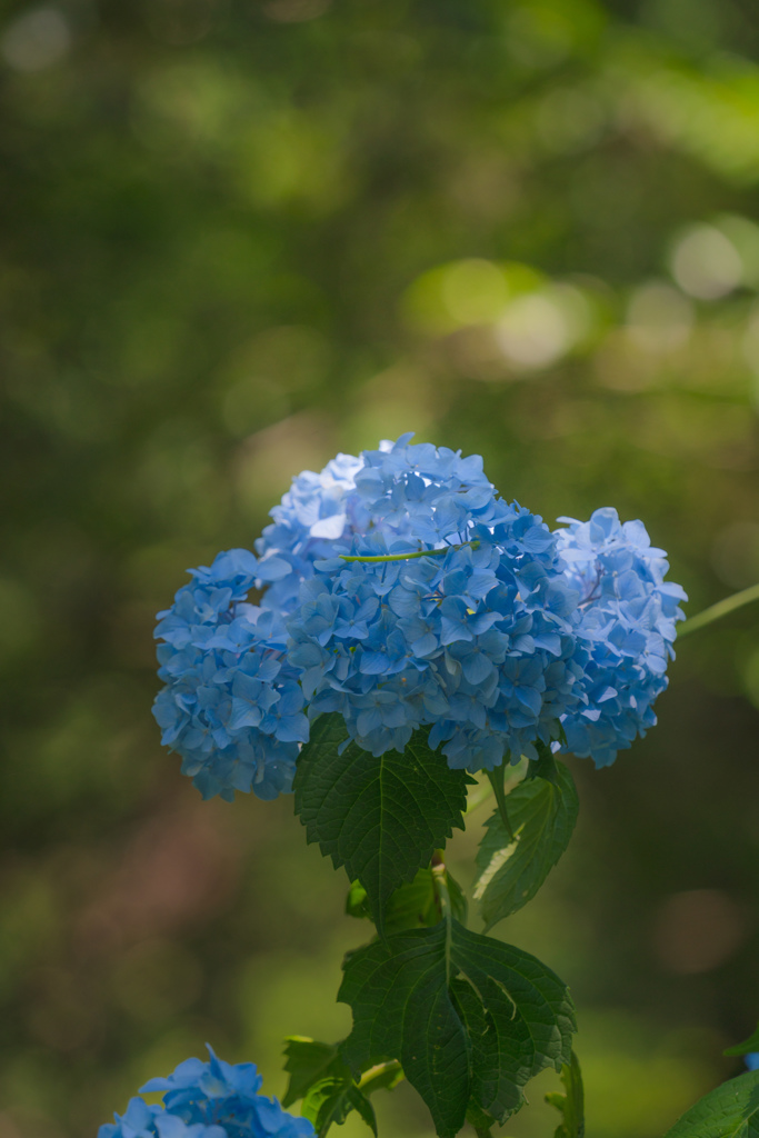 森の紫陽花