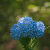 森の紫陽花