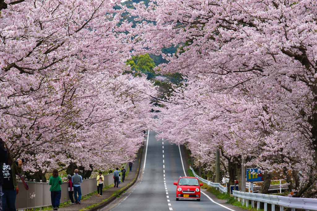 満開の桜並木