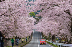 満開の桜並木